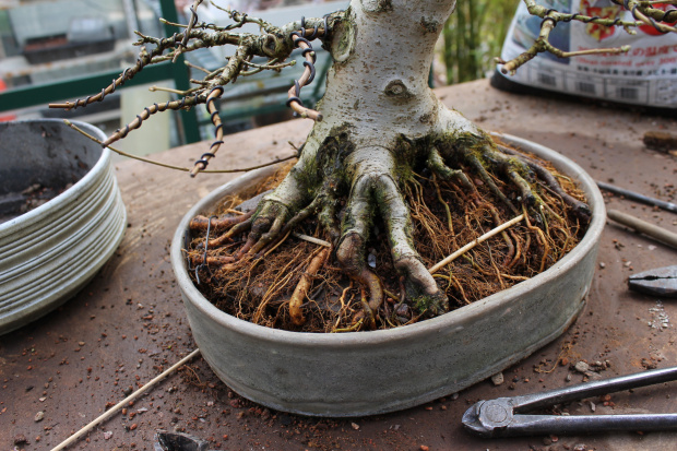 Roots Maple bonsai